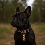 Personalized Dog Collar with Playful Design Charm and Shinning Dog Name