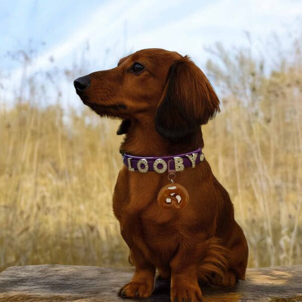 Personalized Dog Collar with Charm and Shinning Dog Name - Image 8