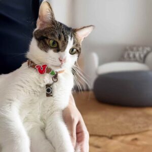 Personalized Cat Collar DIY Kit