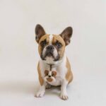 Bulldog Charm Joyful Surprise Collar