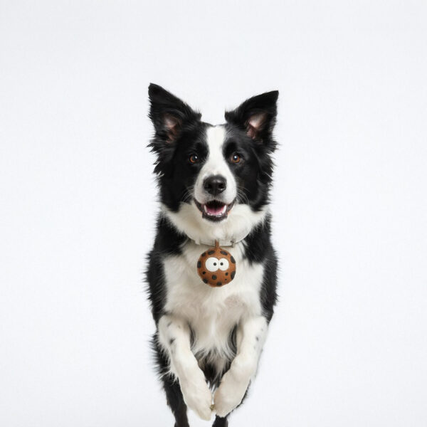 Not For Eating Chocolate Cookie Collar - Image 4