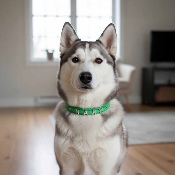 Personalized Dog Collar with Playful Designs and Shinning Dog Name - Image 5