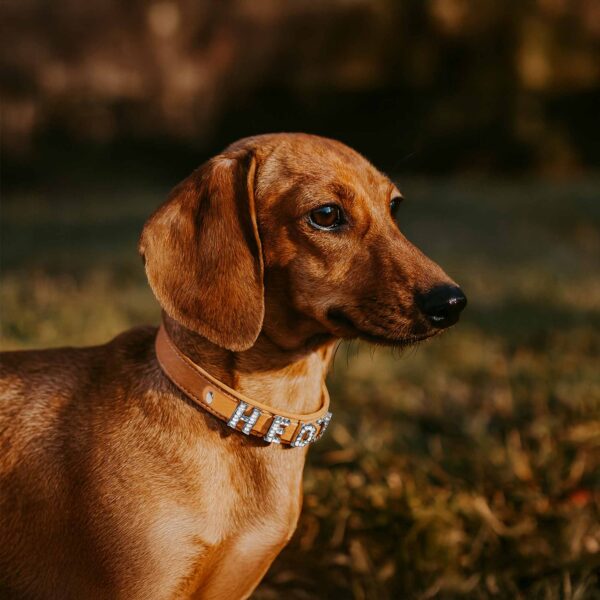Personalized Dog Collar with Playful Designs and Shinning Dog Name - Image 2