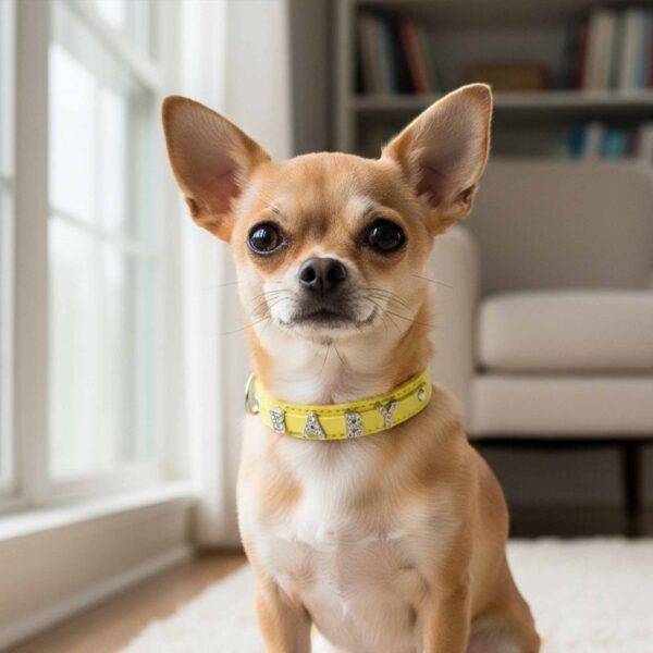 Personalized Dog Collar with Playful Designs and Shinning Dog Name - Image 4