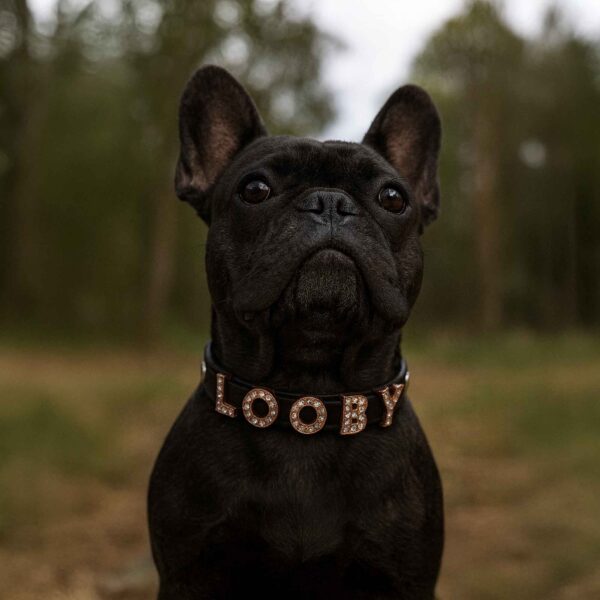 Personalized Dog Collar with Playful Designs and Shinning Dog Name