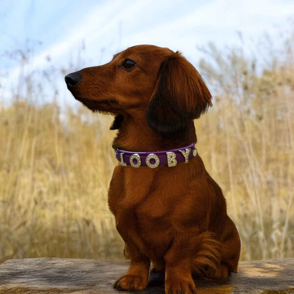Personalized Dog Collar with Shinning Dog Name - Image 2