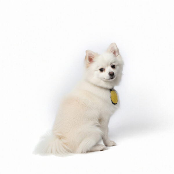 Cheer Up Happy Vibes - Designer Collar - Image 2