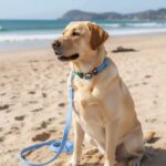 Personalized Dog Collar Leash Full Set with Playful Designs Charms - Family Beach Vacation