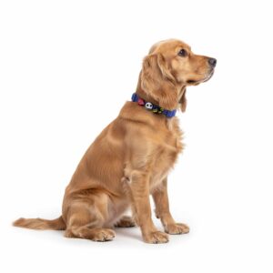 Personalized Dog Collar with Playful Designs - Halloween Party Q