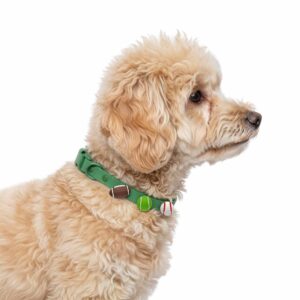 Personalized Dog Collar with Playful Designs - Super Sport Big Fans