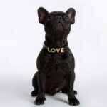 Personalized Dog Collar with Playful Designs and Gold Dog Name