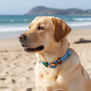 Personalized Dog Collar with Playful Designs Charms - Family Beach Vacation