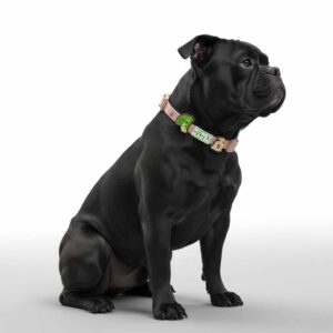 Personalized Dog Collar with Playful Designs - Make Me Rich Rap King