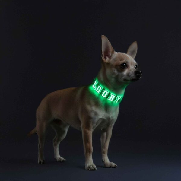 Personalized Dog Collar with Playful Designs - Glow Luminous Letter Name - Image 3
