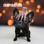 Halloween Costumes - Spooky Hand for Pets or Scary hand for People Decor