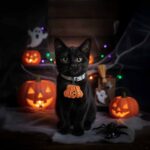 Trick or Treat Halloween Pumpkin Sweets Collar