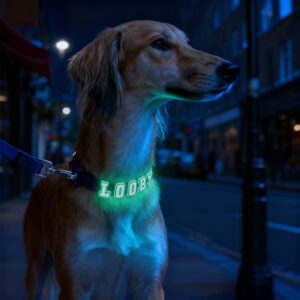 Personalized Dog Collar Leash Full Set with Playful Designs - Glow Luminous Dog Name