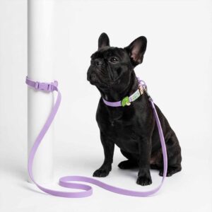 Designer Collar Walk Kit