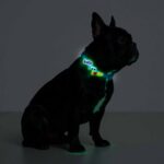 Designer Dog Collar with Playful Designs - Glow Luminous Magic