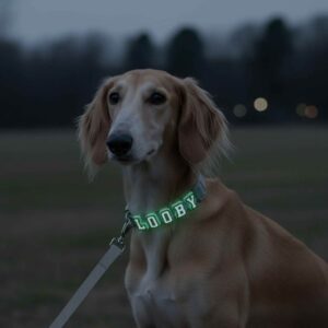 Personalized Dog Collar Leash Full Set with Playful Designs - Glow Luminous Letter Name