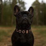 Personalized Dog Collar with Rose Gold Color Shinning Dog Name