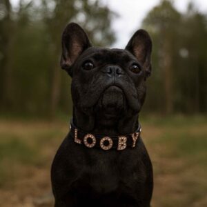 Personalized Dog Collar with Rose Gold Color Shinning Dog Name