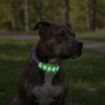 Personalized Dog Collar with Playful Designs - Glow Luminous Letter Name