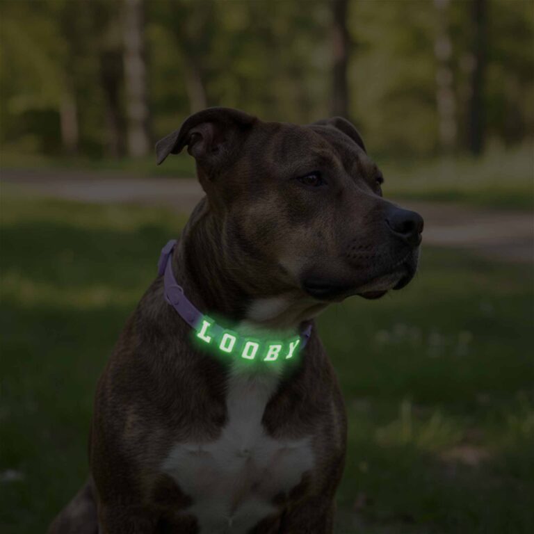 collar model2