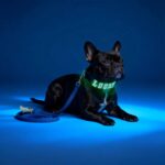 Personalized Collar Walk Kit