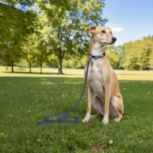 Personalized Dog Collar Leash Full Set with Playful Designs - Galaxy Stella Search