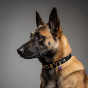 Personalized Dog Collar with Star Signs Pet Crystal and Dog Name Jewelry