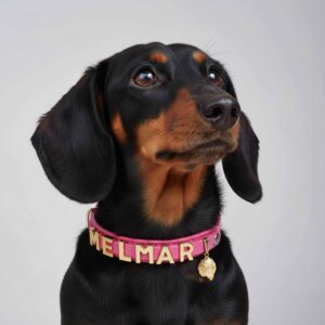 Personalized Dog Collar with Pet Crystal and Dog Name Pet Jewelry Star Signs Crystal Healing