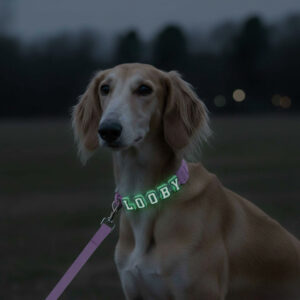 Personalized Dog Collar Leash Full Set with Playful Designs - Glow Luminous Letter Name