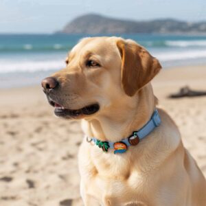 Designer Dog Collar with Playful Designs Charms - Family Beach Vacation