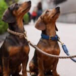 Luxury Leather Collar and Leash Set Fancy Leather Dog Collar