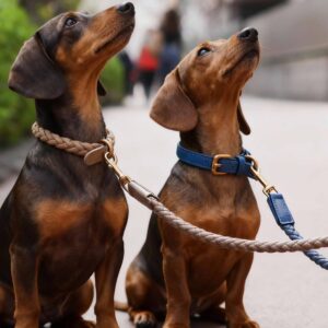 Luxury Leather Collar and Leash Set Fancy Leather Dog Collar
