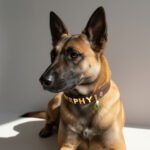 Personalized Dog Collar with Star Signs Pet Jewelry and Dog Name Crystal Healing Energy