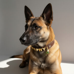 Personalized Dog Collar with Star Signs Pet Jewelry and Dog Name Crystal Healing Energy