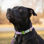 Designer Collar Walk Kit