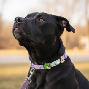 Designer Dog Collar Leash Full Set with Playful Designs - Cash King