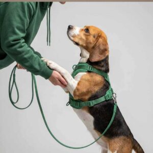 Cushioned Harness Walk Kit