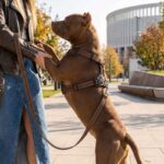 Leather Harness with reflective highlight at night