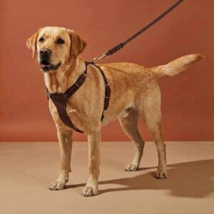 Luxury Leather Harness Walk Kit