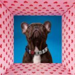 I love You Glowing Dog Collar - Blue