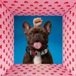 I love You Glowing Dog Collar - Blue