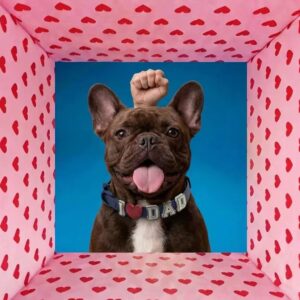 I love You Glowing Dog Collar - Blue