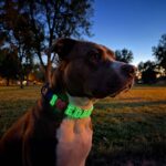 I love You Glowing Dog Collar - Blue
