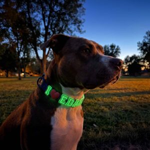 I love You Glowing Dog Collar - Blue