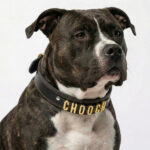 Personalized Collar for XXL Size