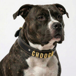 Personalized Collar for XXL Size